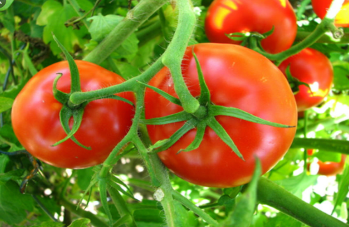 Tomatoes