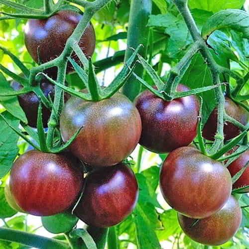 Chocolate cherry tomatoes