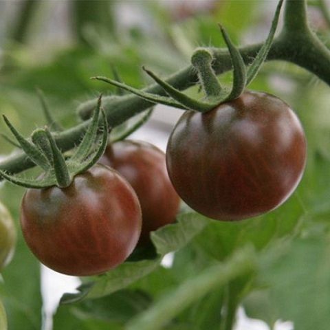 Chocolate cherry tomatoes