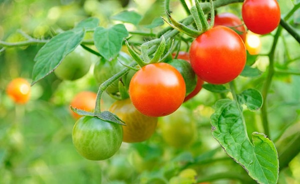 Tomatoes