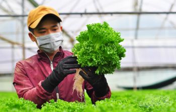 Nông dân Lâm Đồng trồng rau thủy canh xuất đi Hàn Quốc