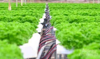 Trồng rau sạch xuất sang Hàn Quốc