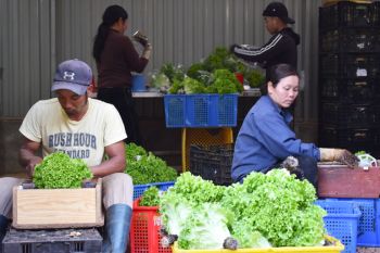5 năm xuất khẩu rau thủy canh Đà Lạt